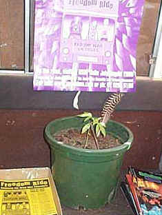 The innocent plant 
